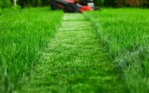 Rasenmähen: So oft sollten Sie Ihren Rasen kürzen